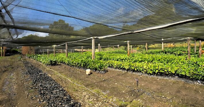 Our own cocoa production: La Magdalena